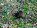 Blackbird – Kos